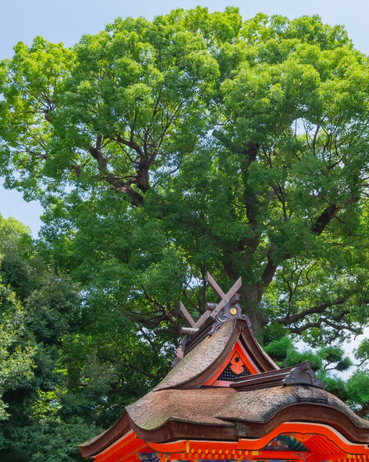 泉穴師神社