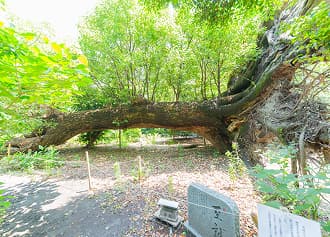 樹齢六百年の御神木のクスノキ（横）