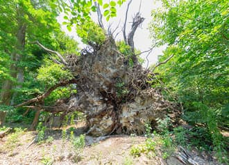 樹齢六百年の御神木のクスノキ（底）